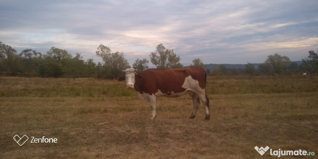 Vaca baltata românească