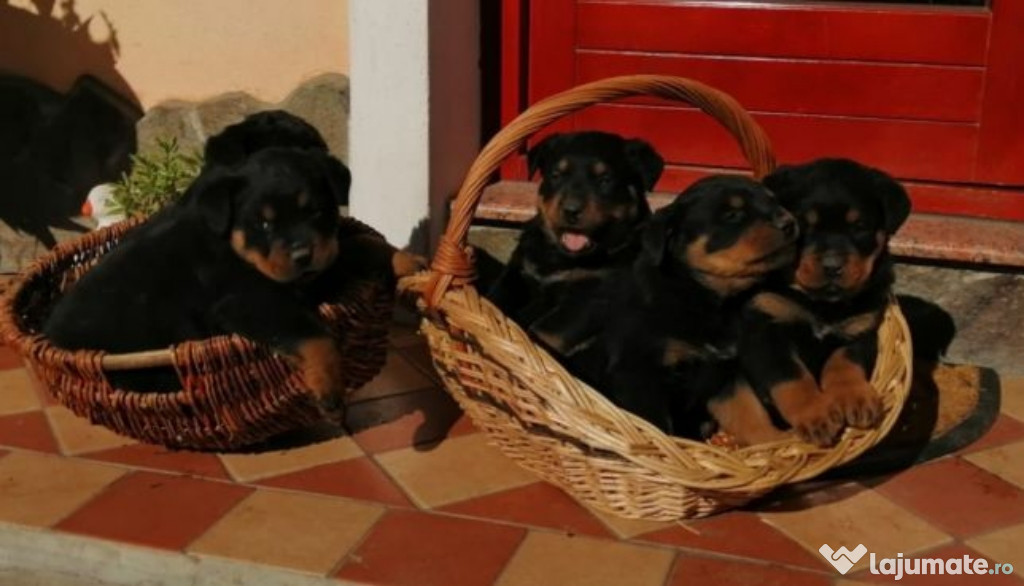 Pui Rottweiler