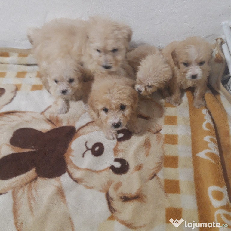 Cățeluși caniche de talie medie