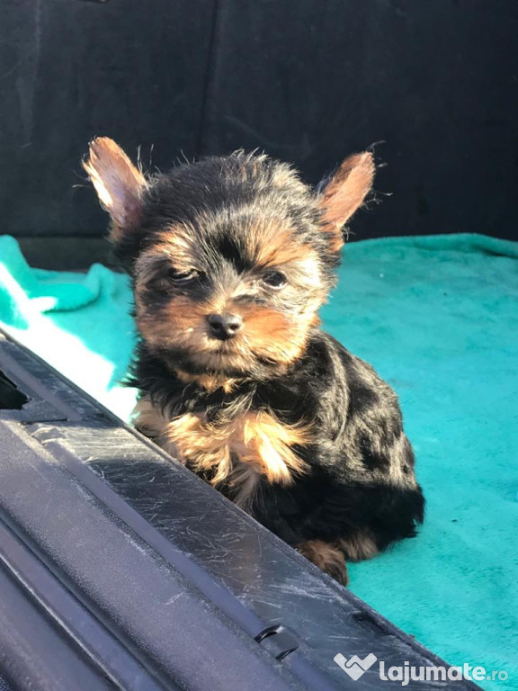 Yorkshire terrier mini toy