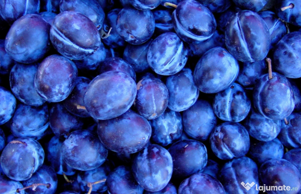 Țuică de prună