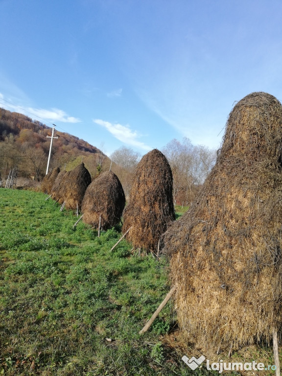 Fân lucernă și otava 2019