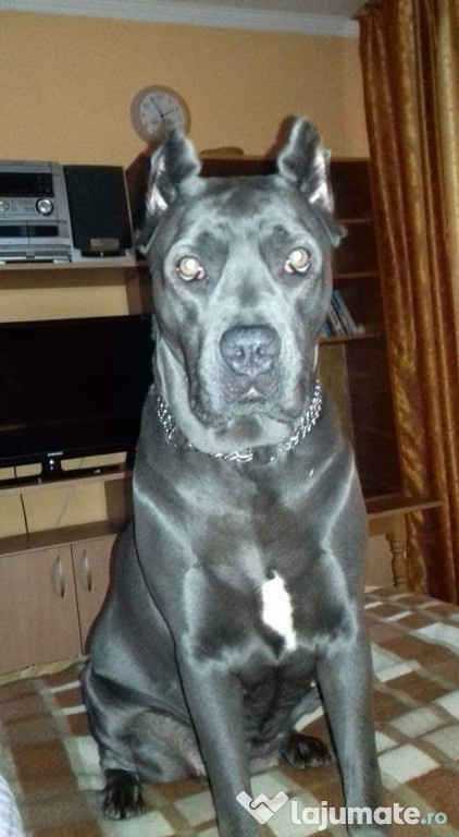 Pui cane corso