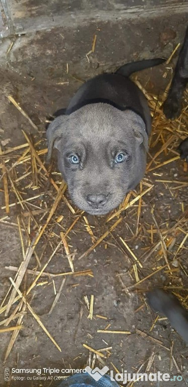 Pui cane corso