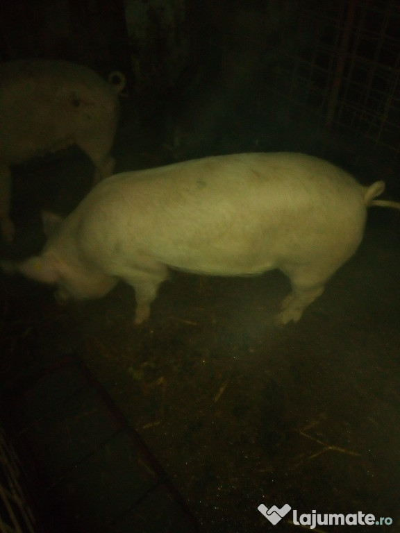 Porc de 110 kg