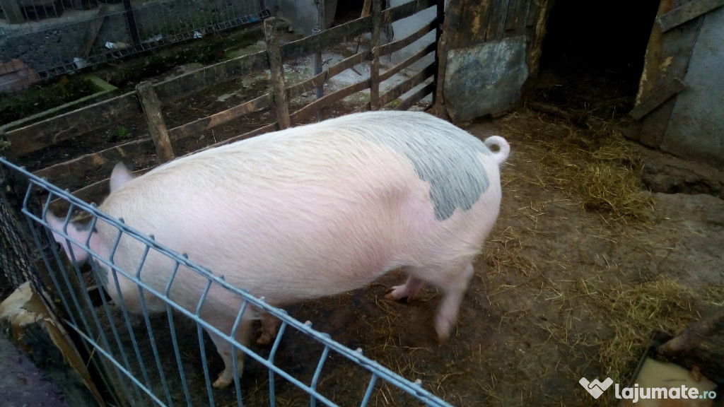 Porc pentru taiat