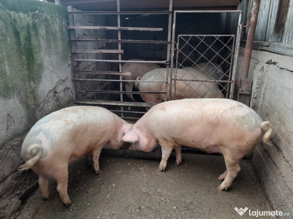 Porci de carne 120kg