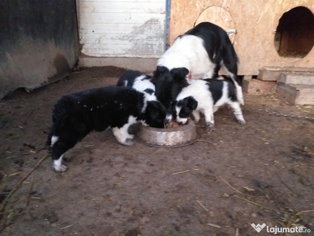 Căței border collie