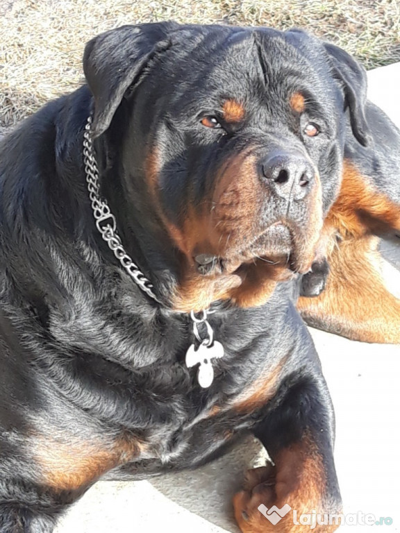 Rottweiler