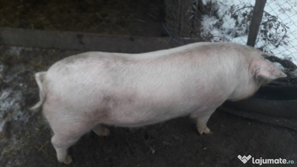 Porc pentru sacrificat