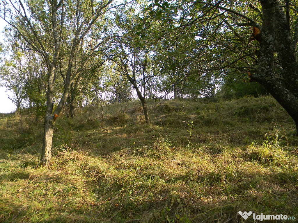 Teren in Marginea Padurii