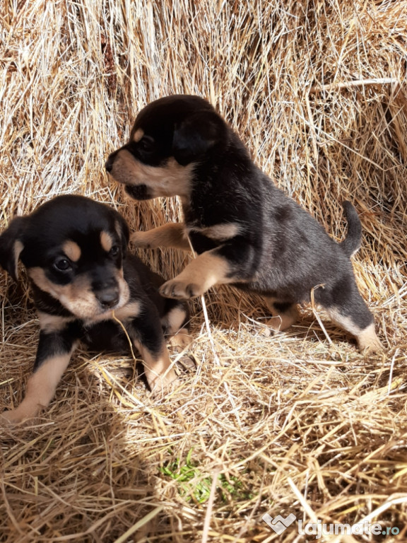 Corcitură Rottweiler