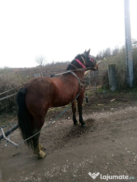 De cumpărat