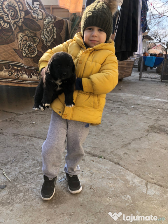 Căței ciobănesc corb