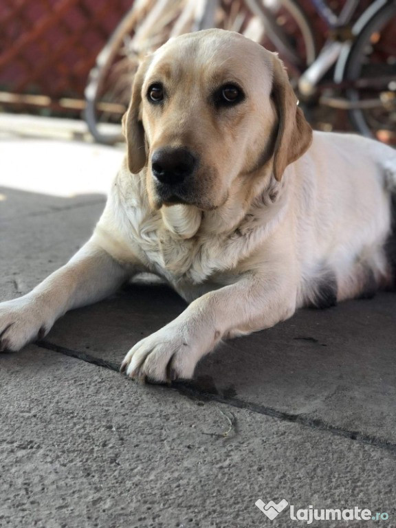 Labradori