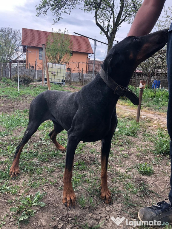 Femela doberman