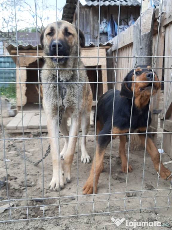 Câine pentru vânătoare