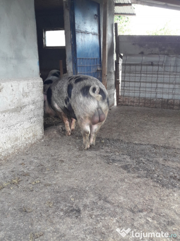 Vier de rasa duroc cu pietrar