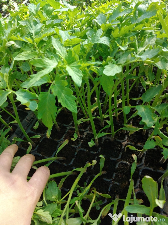Rasaduri legume.