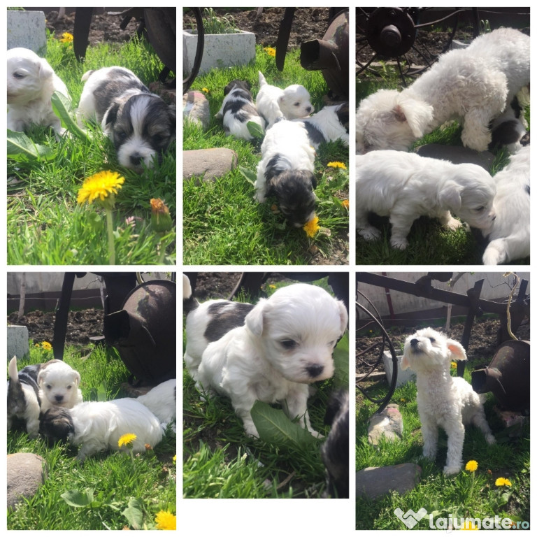 Căței bichon havanezi
