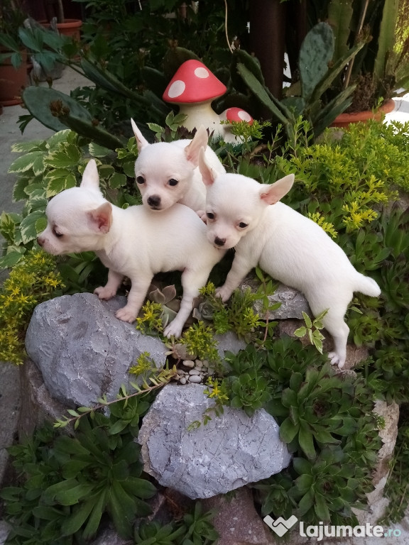 Catelusi chihuahua