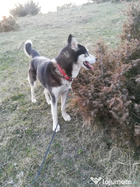 Caine Husky