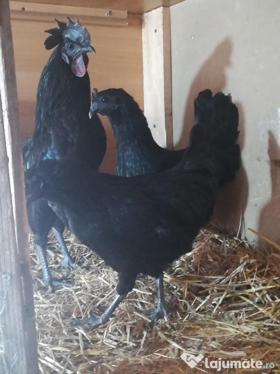 Ayam cemani