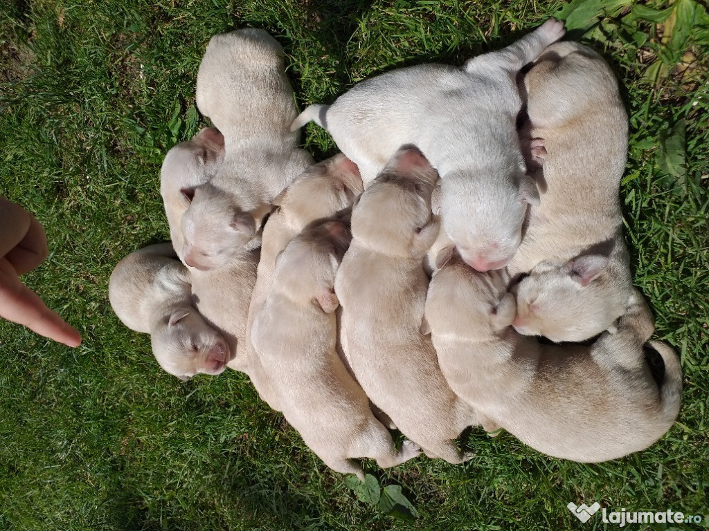 Pui de labrador