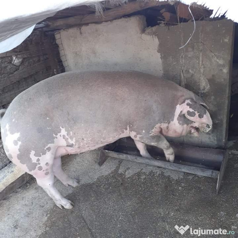 Porci