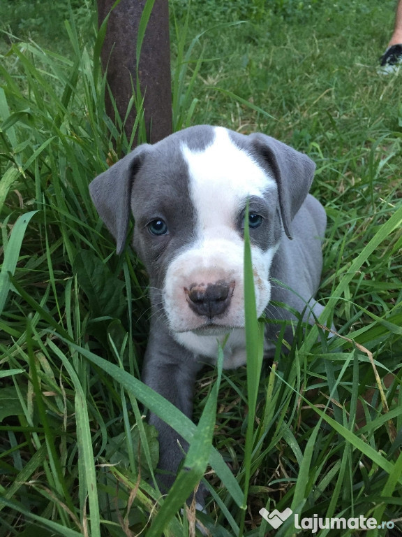 Pui amstaff blue