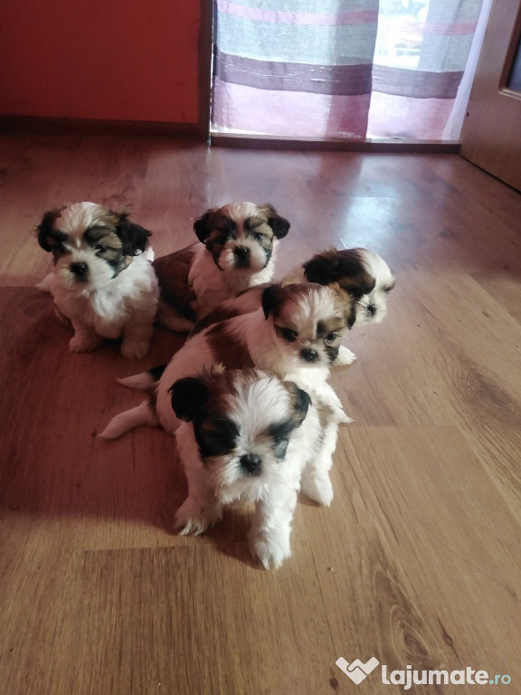 Căței shih tzu