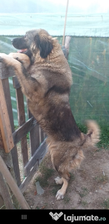 Catel 3 ani caucazian