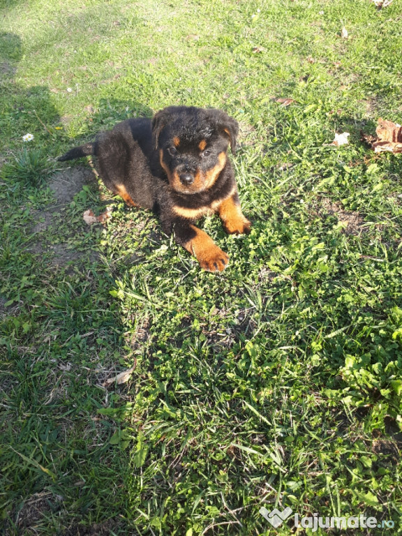 Pui Rottweiler