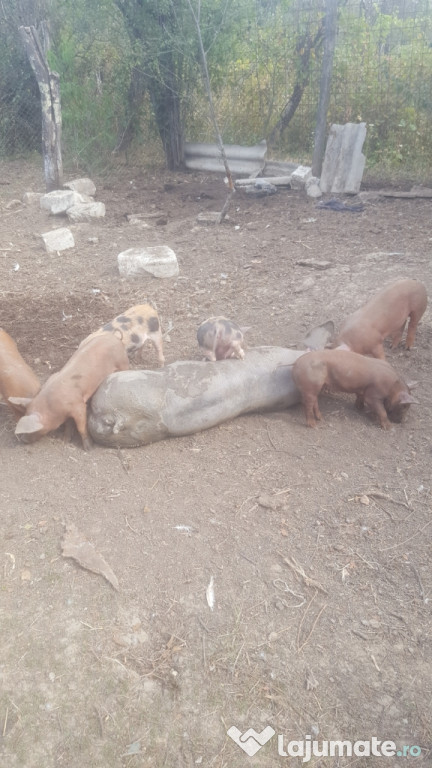 Purcei duroc cu pietrain