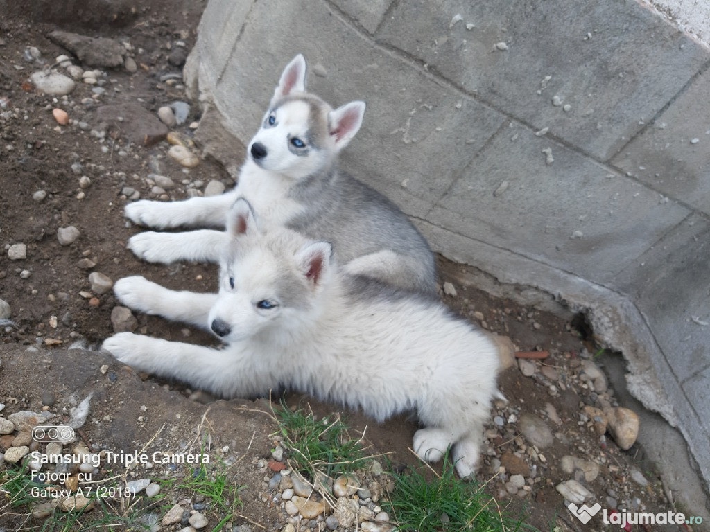 Pui husky siberian