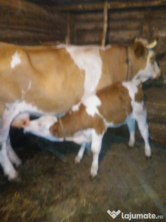 Vaca cu vițel
