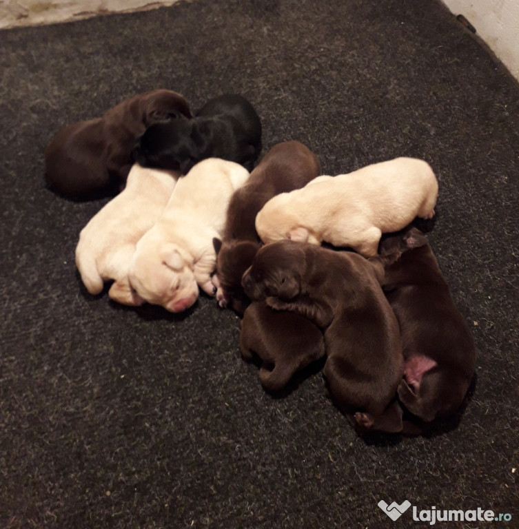 Pui labrador retriever, ciocolatiu, negru,crem