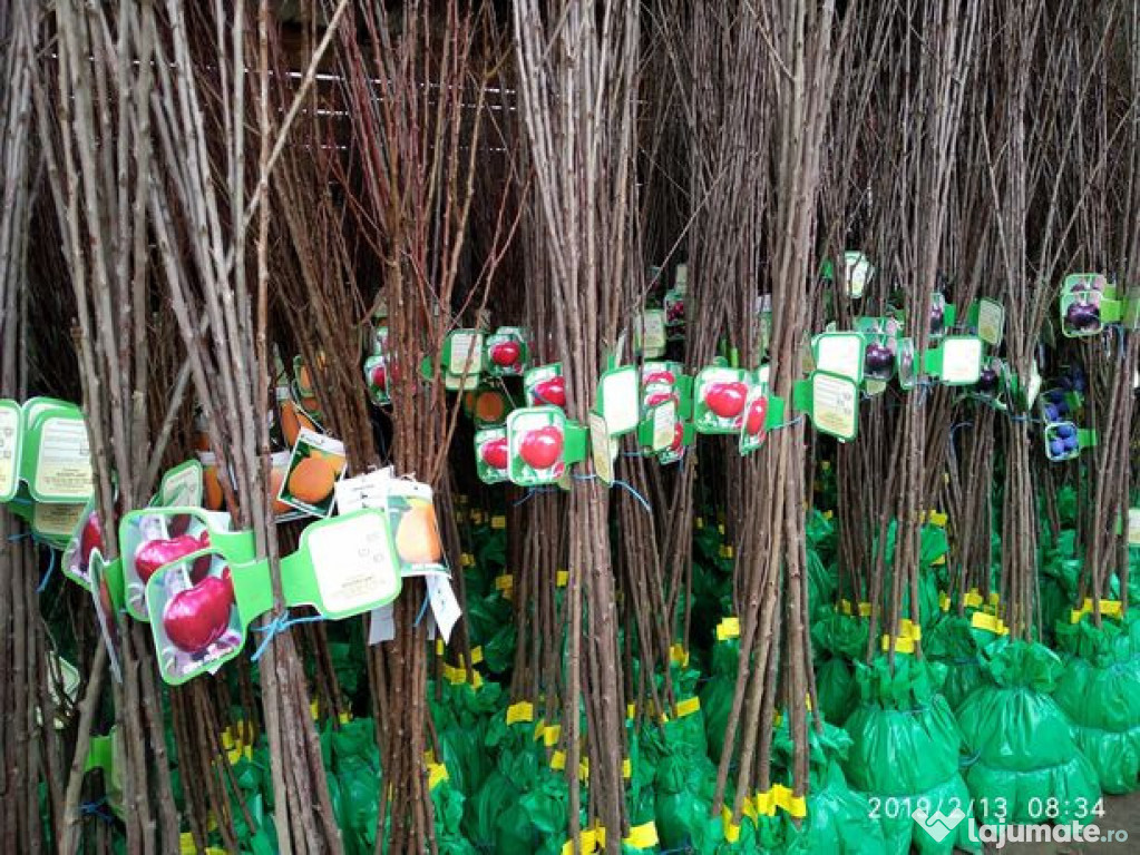 Pomi fructiferi certificati