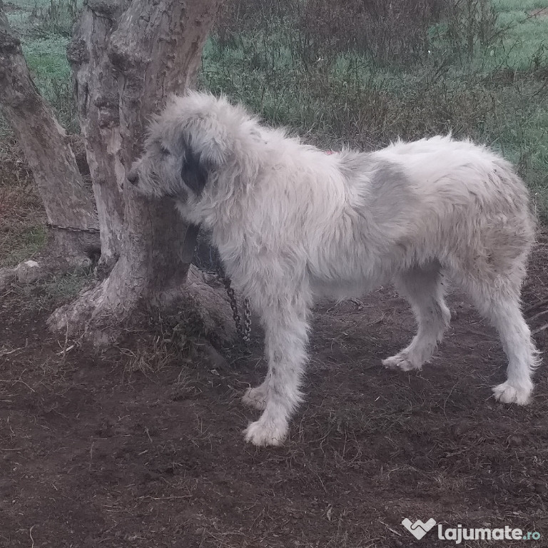 Caine ciobănesc