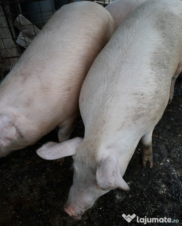 Porci de carne