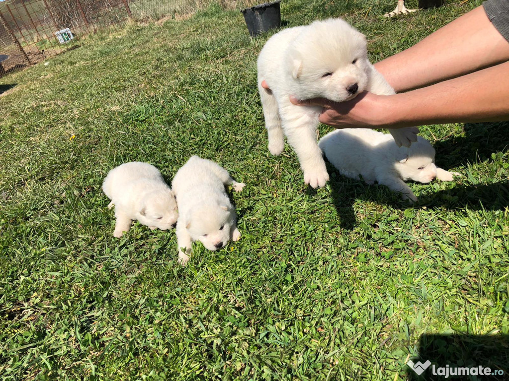 Akita Inu japonez