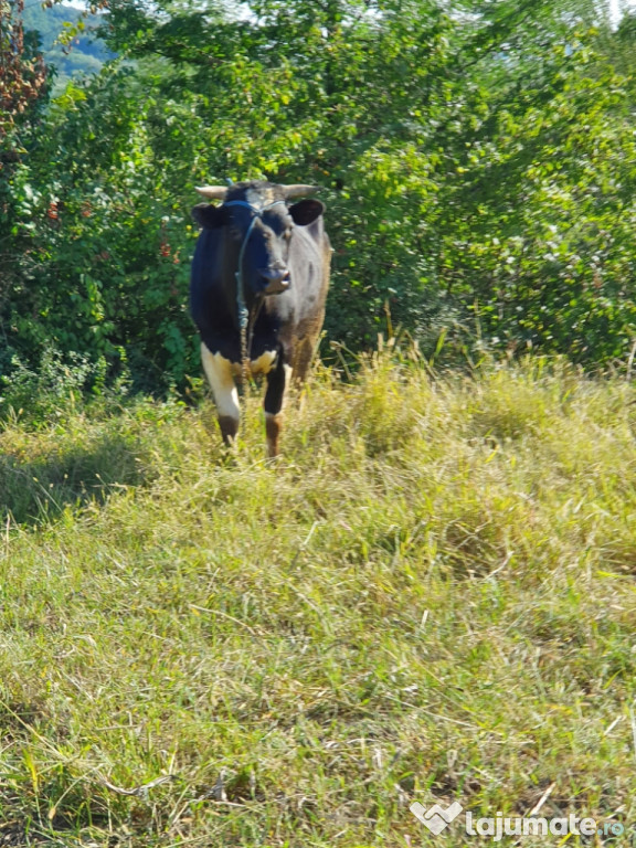 Mânzați