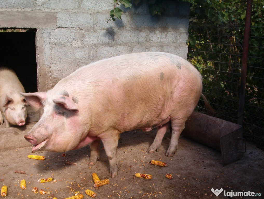 Porc pentru Craciun