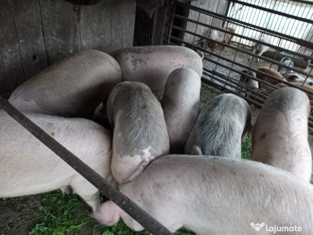 Porci