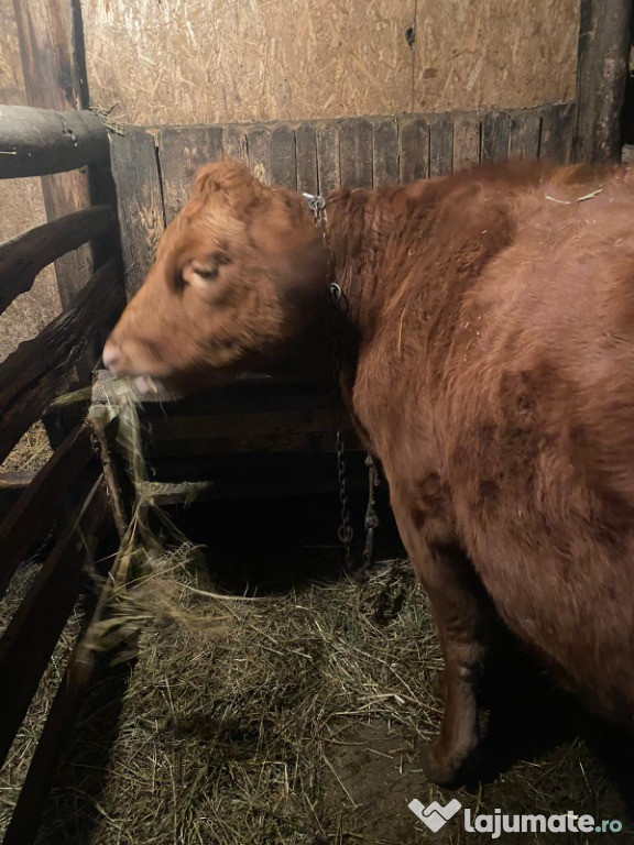 Vaci crescute la curte