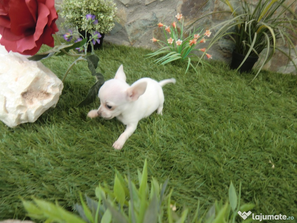 Chihuahua talie mini toy