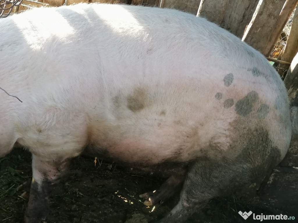 Porc de carne marele alb crescut bio