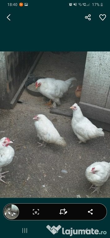 Gaini americane