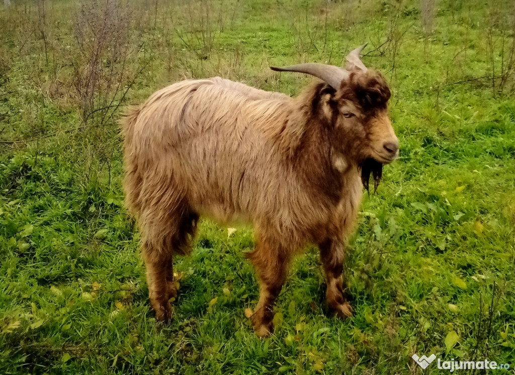 țap de rasă Lamancha