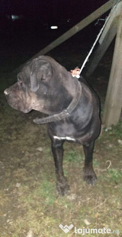 Femela cane corso